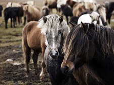 Iceland-Iceland Shorts-Horse Round Up in Iceland